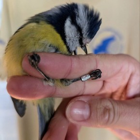 Доброе утро, друзья!. Калининградские орнитологи показали лазоревку (Cyanistes caeruleus)