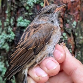  , !.               (Prunella modularis)