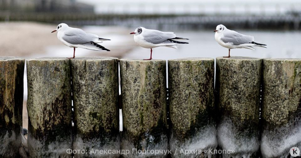 ������ � ������: ������ � ��������������� ������� � �����������, 30 ������