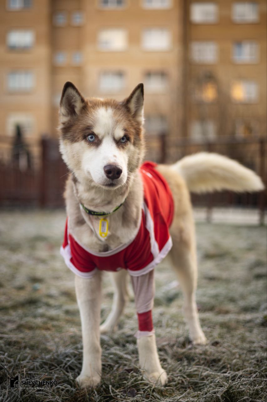 «Самая дорогая во всех смыслах собака» ищет дом и хозяина «Самая дорогая во всех смыслах собака» ищет дом и хозяина