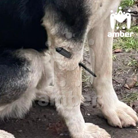 Уличного пса обстреляли из арбалета в посёлке Сараево