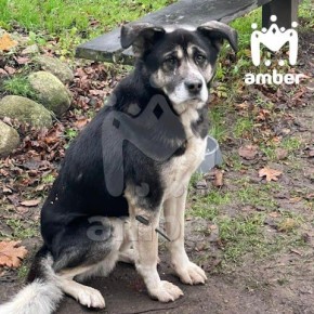 Уличного пса обстреляли из арбалета в посёлке Сараево