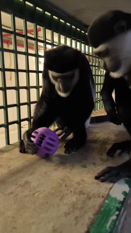 ���������� �������� ��� �����