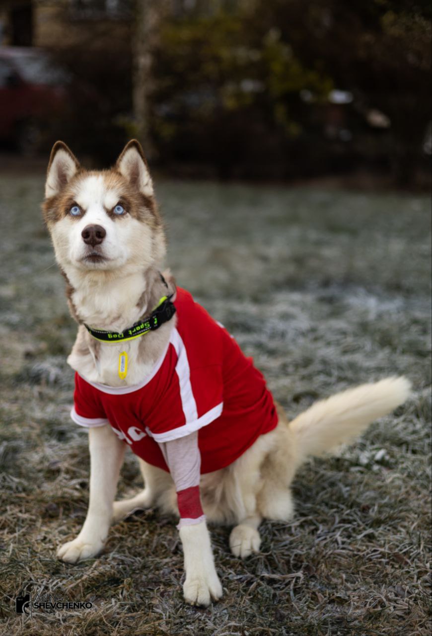 «Самая дорогая во всех смыслах собака» ищет дом и хозяина