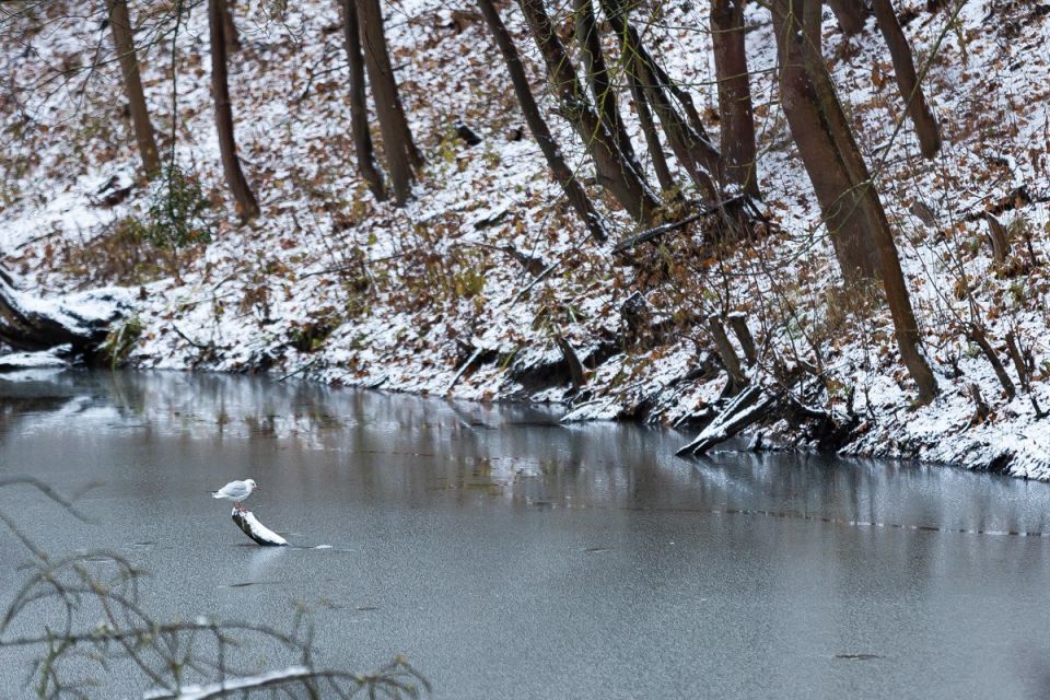 Снег! Настоящий! В Калининграде! Размещаем, чтобы потом не говорили, что у нас только дожди