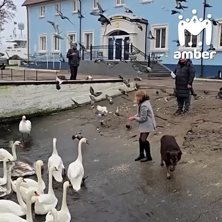 Лебеди устроили сходку возле маяка на Морском бульваре в Балтийске