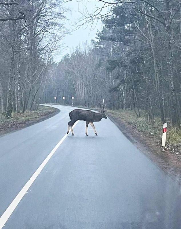 На Куршской косе рядом с Королевским бором водитель легковушки насмерть сбил лося