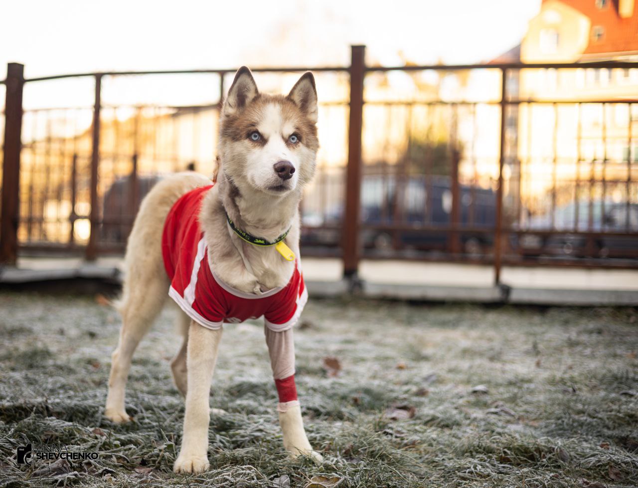 «Самая дорогая во всех смыслах собака» ищет дом и хозяина «Самая дорогая во всех смыслах собака» ищет дом и хозяина