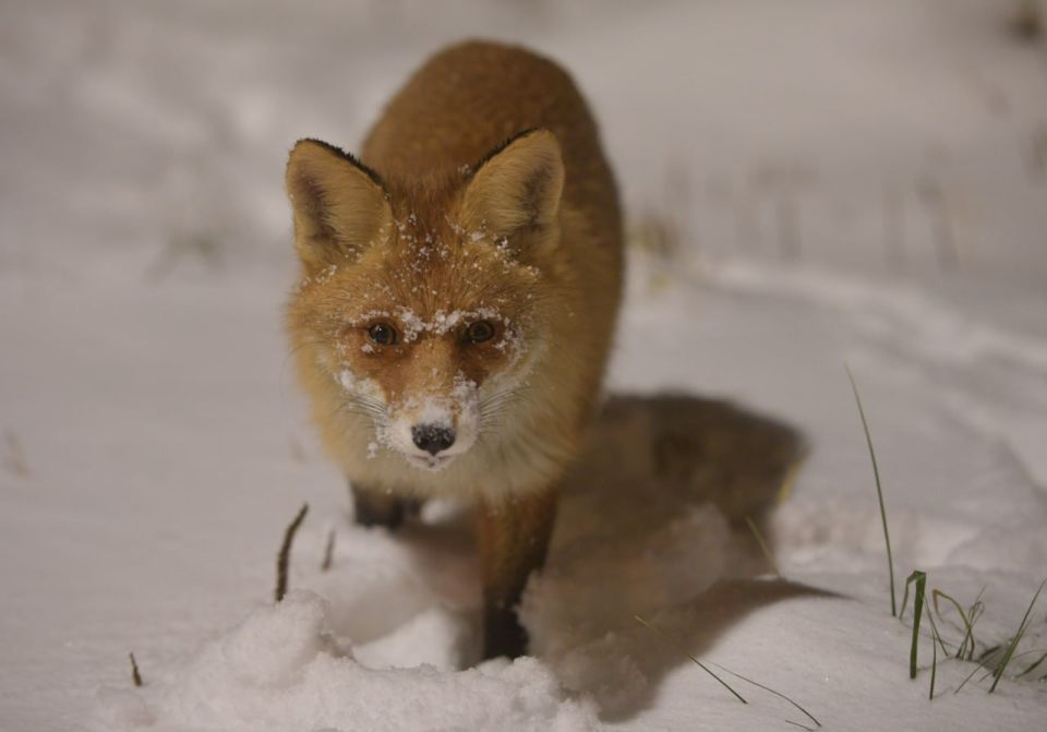 На матч «Балтики» со «Спартаком» пыталась попасть лиса
