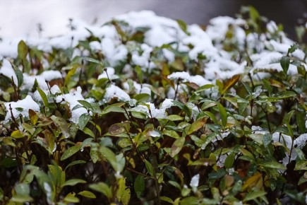 Снег! Настоящий! В Калининграде! Размещаем, чтобы потом не говорили, что у нас только дожди