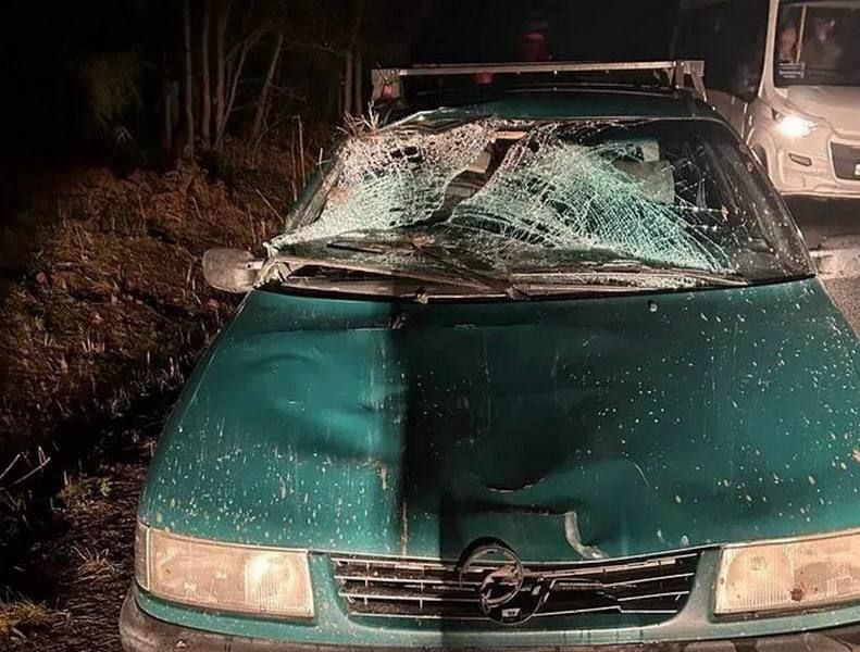 Редкое животное погибло страшной смертью на Куршской косе