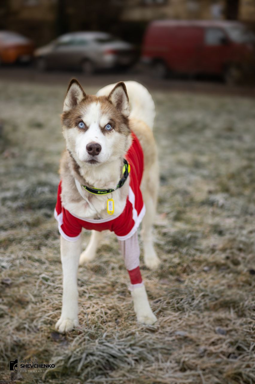 «Самая дорогая во всех смыслах собака» ищет дом и хозяина «Самая дорогая во всех смыслах собака» ищет дом и хозяина