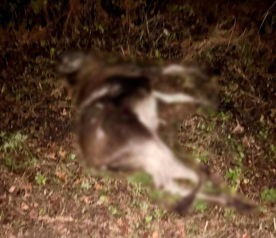 На Куршской косе рядом с Королевским бором водитель легковушки насмерть сбил лося