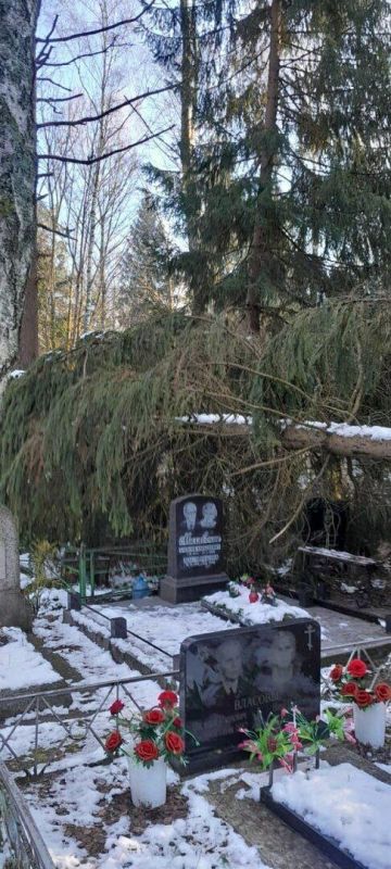 На кладбище в калининградском микрорайоне Космодемьянского рухнула ель, закрыв проход к захоронениям и повредив один из памятников