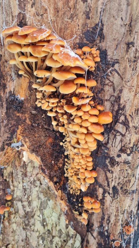 Калининградцы собирают грибы в декабре