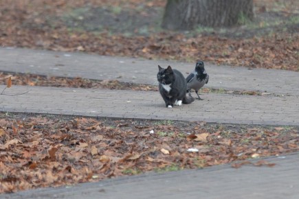 Когда кошка не поняла, в какую сторону надо охотиться