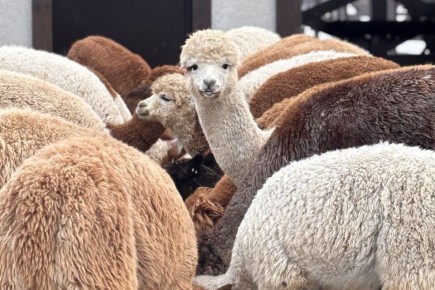 На территорию замка Нойхаузен в Гурьевске привезли 20 альпак из Чили