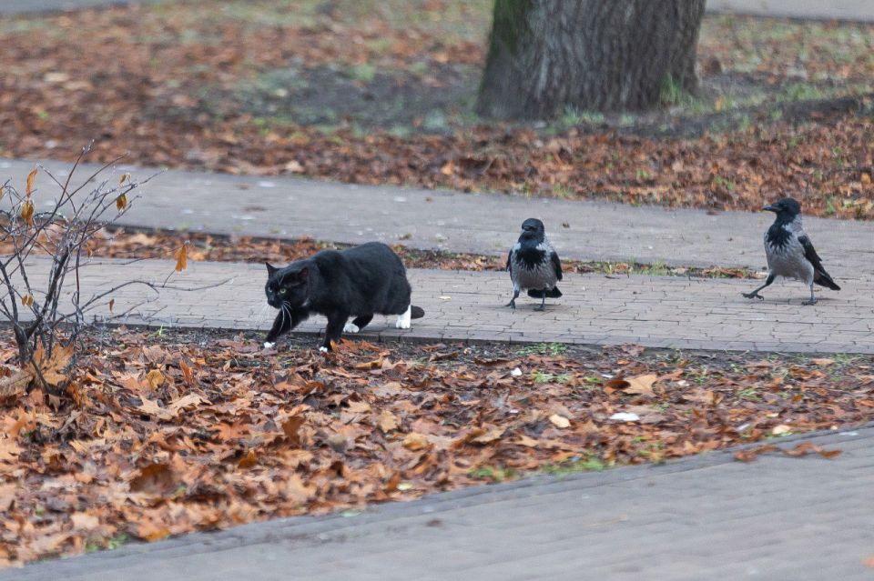 Когда кошка не поняла, в какую сторону надо охотиться