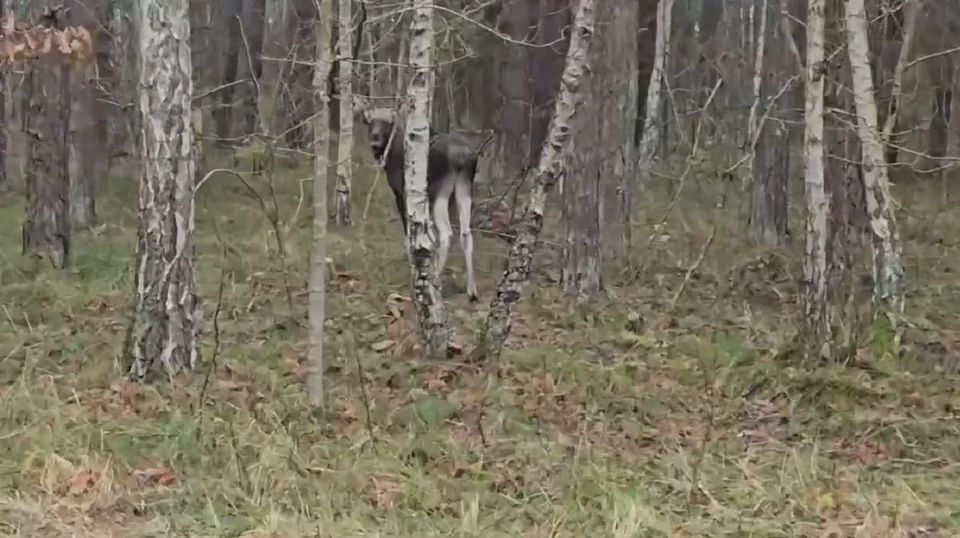 Осиротевший лосенок на Куршской косе может погибнуть зимой