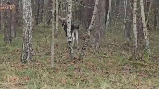 Осиротевший лосенок на Куршской косе может погибнуть зимой
