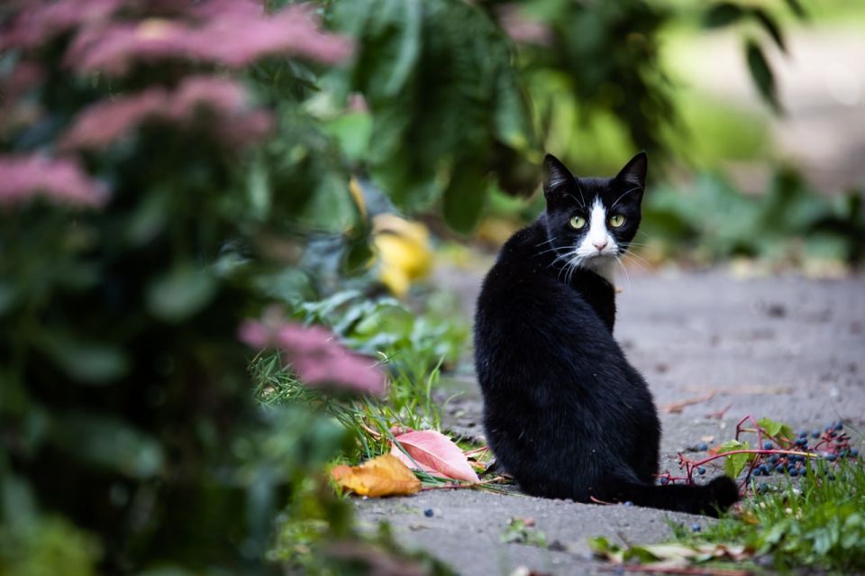 В Германии пекарня получила посылку с уснувшей внутри кошкой