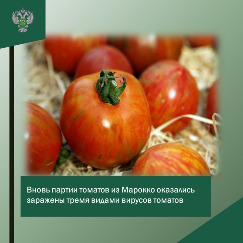 Вновь партии томатов из Марокко оказались заражены тремя видами вирусов томатов