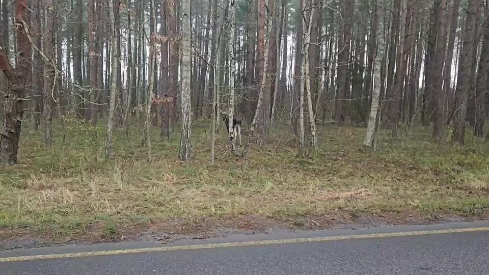 Лосёнок на Куршской косе ищет зверски убитую мать
