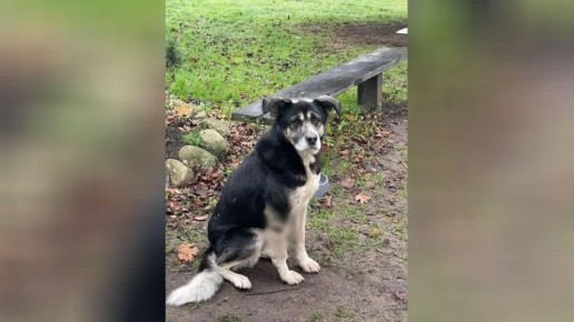 Стрельба в Сараеве: в посёлке Калининградской области собаке повредили лапу