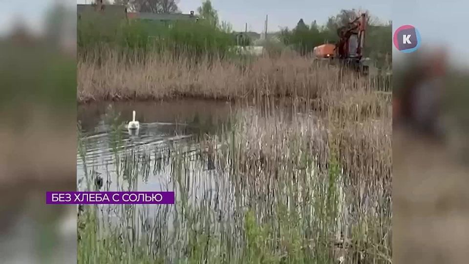 Орнитолог рассказал, чем нельзя кормить птиц зимой