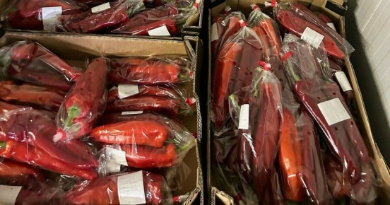 Перец болгарский, трипс калифорнийский: в Калининградскую область привезли овощи с «сюрпризом»