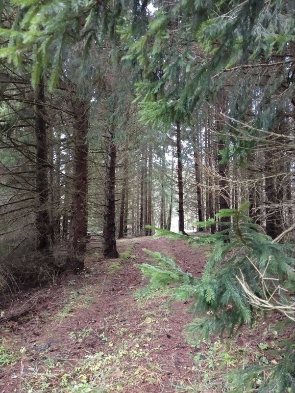 На Виштынецкой возвышенности растаял снег