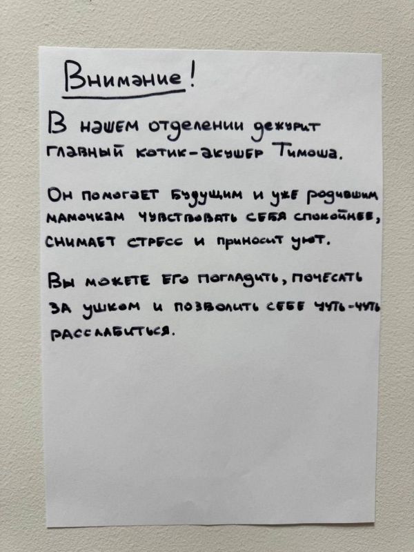 В казанском роддоме №4 «работает» кот Тимоша