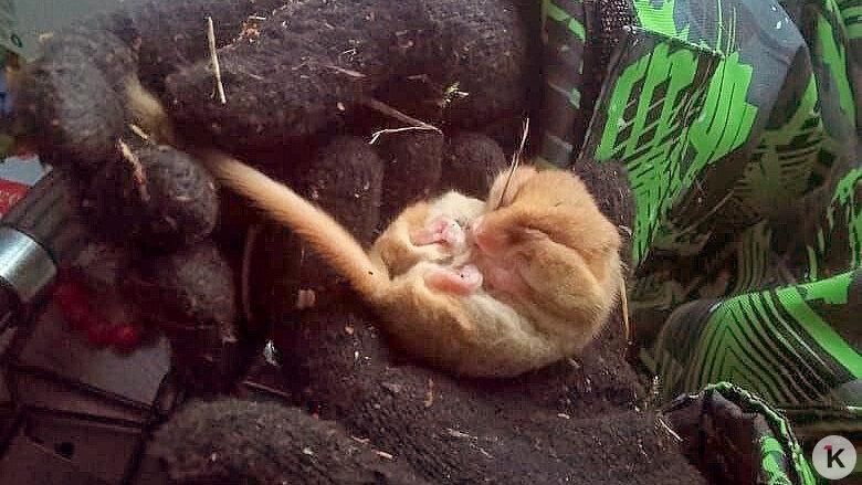 В посёлке под Багратионовском случайно разбудили от спячки крошечного грызуна — орешниковую соню