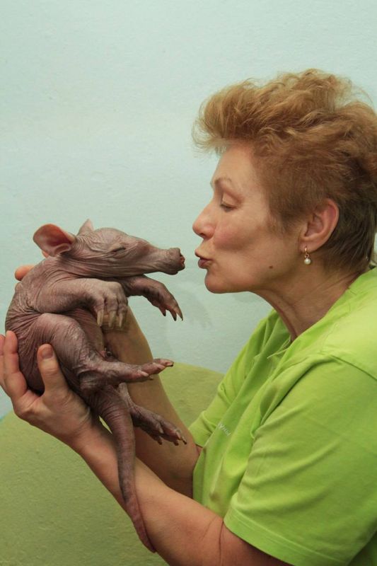 626 граммов милоты: Калининградский зоопарк показал детский альбом трубкозуба