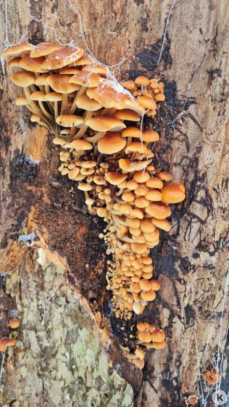 В Гурьевском районе грибники набрали ведёрки заснеженных опят