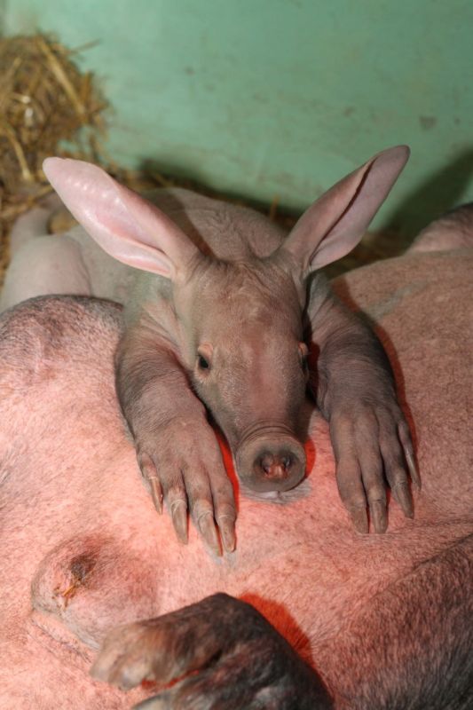 Шанс увидеть детёныша трубкозуба в Калининграде мал, но не равен нулю