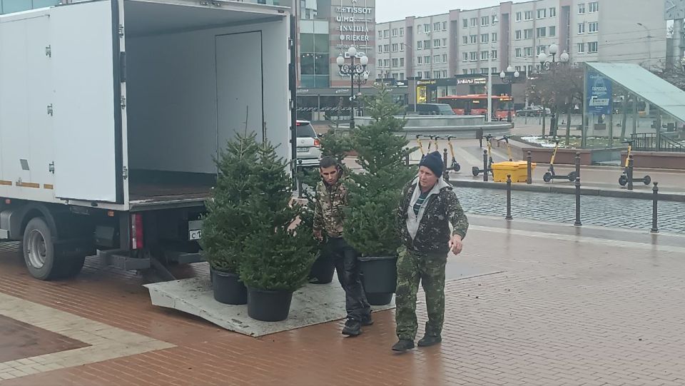 Центр Калининграда украсили живыми пихтами