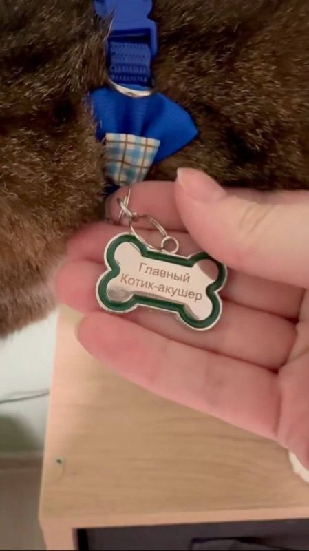 В казанском роддоме №4 «работает» кот Тимоша