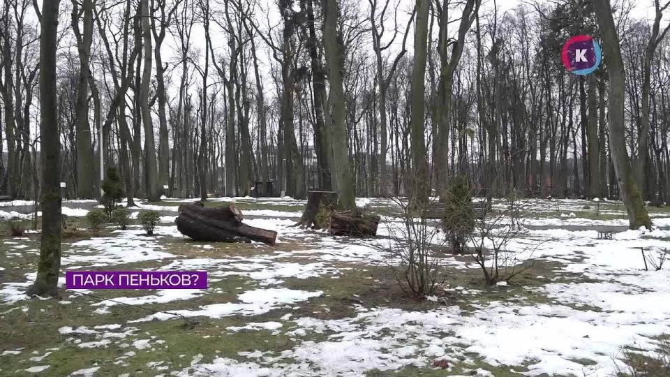 В Парке сенситивного развития Гурьевска началась вырубка деревьев