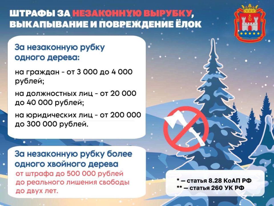 В лесах Калининградской области в преддверии новогодних праздников усилена охрана хвойных деревьев