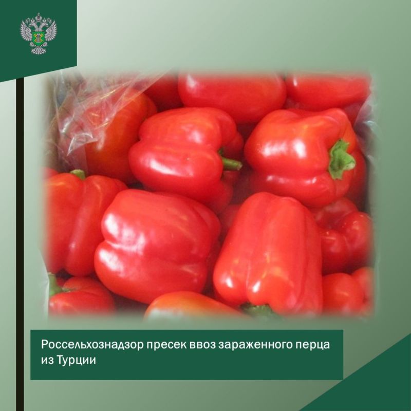 Россельхознадзор пресек ввоз зараженного перца из Турции