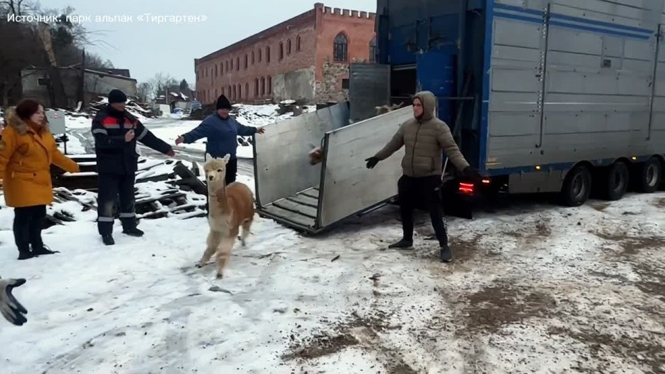 В замке Нойхаузен в Гурьевске теперь будут жить альпаки из Чили Животным пришлось преодолеть в общей сложности около 16 тысяч км
