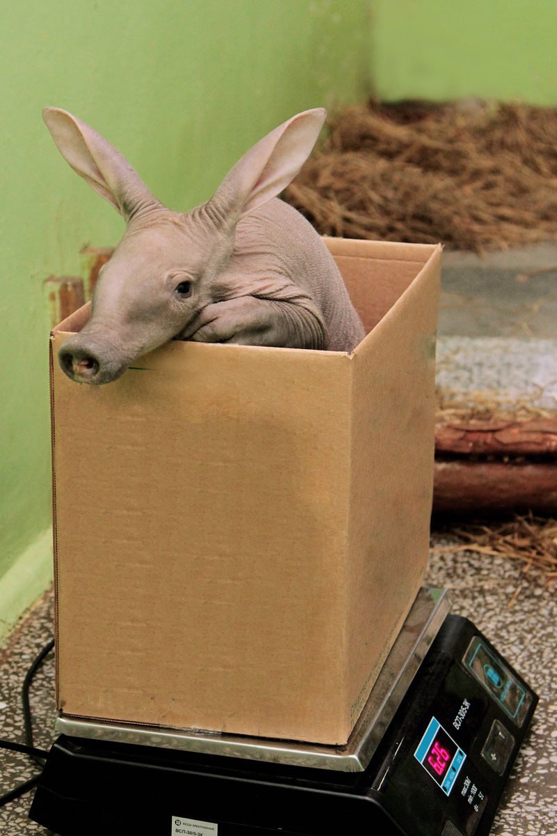 Шанс увидеть детёныша трубкозуба в Калининграде мал, но не равен нулю Шанс увидеть детёныша трубкозуба в Калининграде мал, но не равен нулю