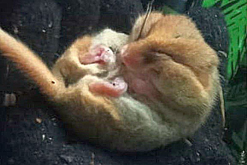 Дети умудрились разбудить самого сонного зверя в Калининградской области