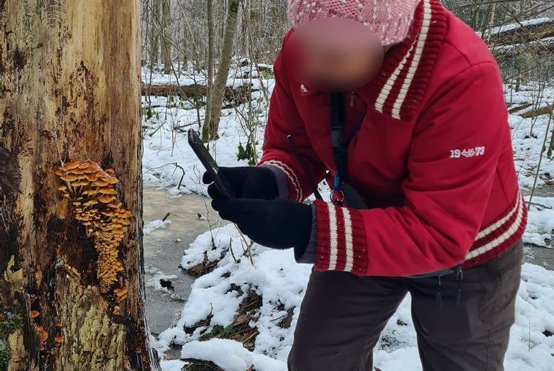 Грибы отменили завершение сезона в Калининградской области