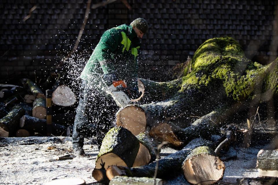 Спиленные при расширении окружной Калининграда деревья пойдут на дрова для востока области