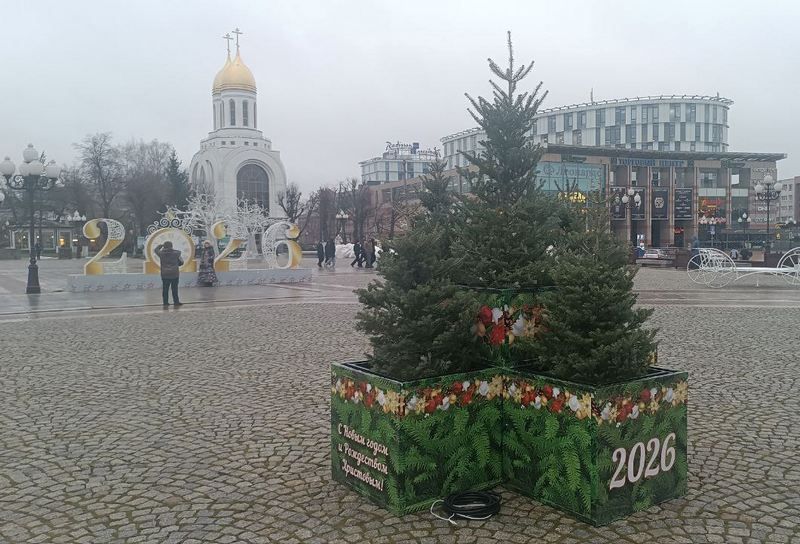 В Калининграде к Новому году расставляют десятки деревьев