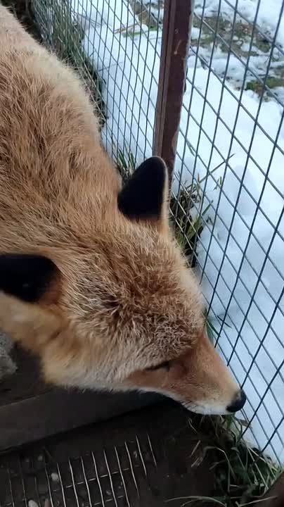 Вам привет от лисы. Лизонька разговаривает с собакой