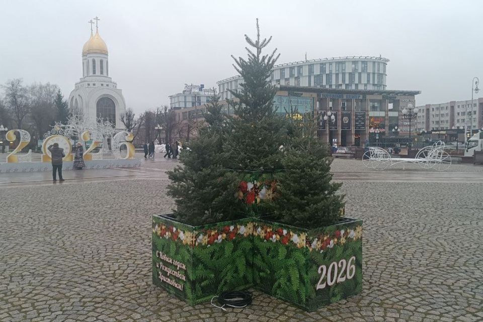 В центре Калининграда начали устанавливать пихты в кадках