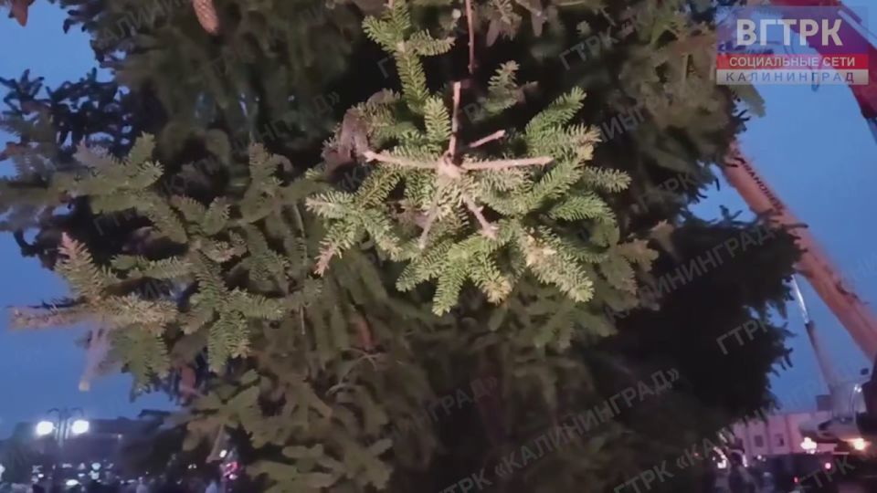 В этом году ёлка в Гусеве не из Красного леса